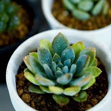 ポロリ折れてしまった多肉植物の葉 こうすれば大丈夫 多肉植物 葉挿し 多肉植物 果肉植物