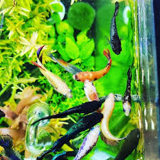 Betta Fish Sorority Betta Fish Betta Critter