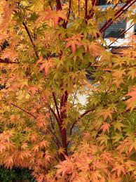 A must for those who appreciate winter bark interest! Bqcdwipt8zifjm