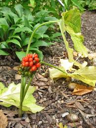 Image result for Arisaema mildbraedii