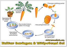 Kultur Jaringan Titipotensi Sel