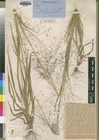 Image result for Panicum pansum