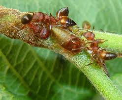 Image result for Oxyrhachis