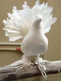 Per pasqua possiamo realizzare la colomba della pace. 47 Colomba Della Pace Ideen Tiere Tierbilder Vogel Als Haustiere