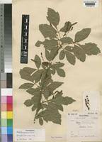 Image result for Allophylus africanus