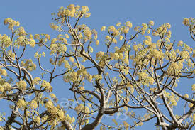 Image result for Gyrocarpus