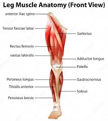 Maybe you would like to learn more about one of these? Free Vector Leg Muscle Anatomy Front View