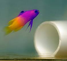 Fishbowl fish with 5 letters: Brightly Coloured Aquarium Fish 5 Letters Aquarium Views