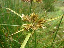 Image result for Pycreus polystachyos