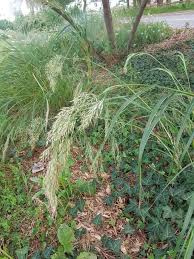 Image result for Eragrostis japonica