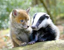 Little Friends Fox Badger Ungewohnliche Tiere Susseste Haustiere Niedliche Tierbabys