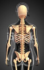 Find the perfect human neck bones stock illustrations from getty images. Female Skeleton Back View Stock Photos Freeimages Com