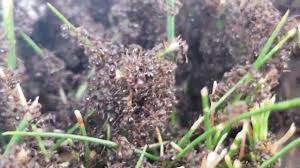 Pavement ants, or house ants, are found all over the u.s. 1 Million Ants Invade My Backyard Youtube