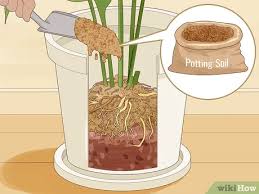 Check spelling or type a new query. 3 Ways To Save An Overwatered Plant Wikihow