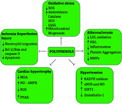 Berikut gambar seribu mimpi orang tua, lengkap tafsir nomor pelarian. Oxidative Stress And Cardiovascular Health Therapeutic Potential Of Polyphenols