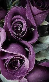 Cool people, cool place.at last, you've arrived. Purple Roses Flowers Garden Love Purple Roses Flowers Beautiful Roses