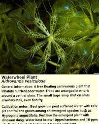 Image result for Aldrovanda vesiculosa