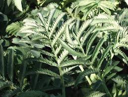 Image result for Melianthus major