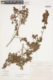 Image result for Euphorbia crebrifolia