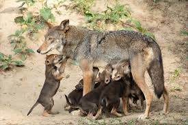 Image result for Styppeiochloa