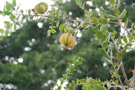 Image result for Eugenia