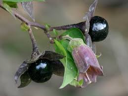 Maybe you would like to learn more about one of these? Non Edible Poisonous Flowers