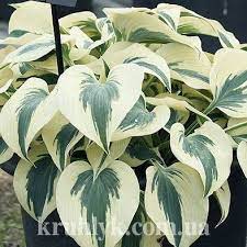 Maybe you would like to learn more about one of these? Hosta Firn Line Hostas Hosta Gardens Hosta Plants