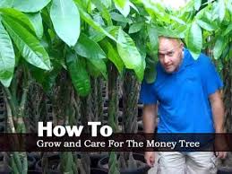Transplanting trees is an effective option that occurs frequently, so you can find professionals to perform this service. Money Tree Plant Care Tips On Potting Soil Growing Pachira Aquatica