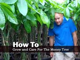 How to care for and grow the braided money tree. Money Tree Plant Care Tips On Potting Soil Growing Pachira Aquatica