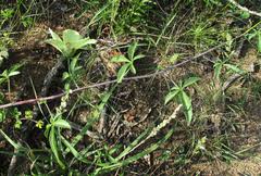 Image result for Pauridiantha paucinervis