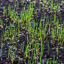Rye grass seed for lawns. Grass Seed Buying Guide At Menards