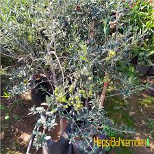 Fidan dikiminde mesafeleri fazla tutmak gerekir. Bodur Arbequina Zeytin Fidani Hepsibahcemden