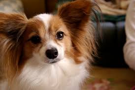 Only our bakeries make the finest treats you'd be hard pressed to find anywhere else. Your Papillon Dog Grooming Tips Sharda Bakers Dog World