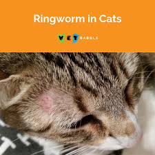 Ringworm In Cats Learn The Signs And How To Treat It Vetbabble Ringworm In Cats Cats Cat Ringworm Signs of ringworm in cats. ringworm in cats cats cat ringworm