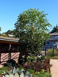 Image result for Cussonia spicata