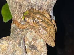 Image result for Syncolostemon sp. nov. aff. teucriifolius