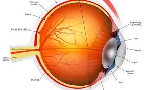 how genetics determine eye color