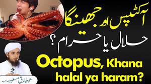 Why is fish halal in islam without zabiha slaughter? Octopus Khana Halal Ya Haram L Solve Your Problems Ask Mufti Tariq Masood Youtube