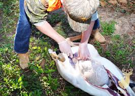 A demonstration of how to field dress a deer. How To Field Dress A Deer Nda