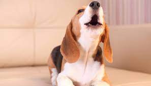 Stop Your Dog From Barking When Left Alone