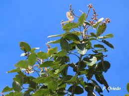 Image result for Erythrina fusca