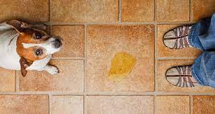 Secrets To Housebreaking Adult Dogs Cesar S Way