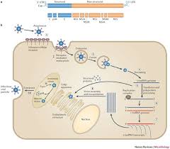 The west nile virus is no longer a disease associated with foreign travel. West Nile Virus Infection And Immunity Nature Reviews Microbiology