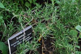 While it's unfortunate for you as the gardener, it's also easy enough to understand why it happens. How To Get Rid Of Plant Eating Pests Using 100 Natural Solutions From Your Home And Garden Gardening Wonderhowto