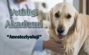 Kedi Ve Kopeklerde Ksilazin Kullanimi Ve Dozu Vetbilgi