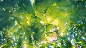 Seaweed is a plant that grows in the sea. Sustainable Innovation The Rise Of Seaweed Based Bioplastics In Europe