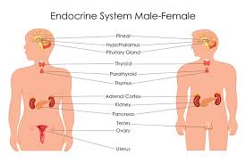 Endocrine Glands Definition Examples Function Biology