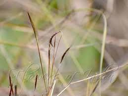 Image result for Dichanthium