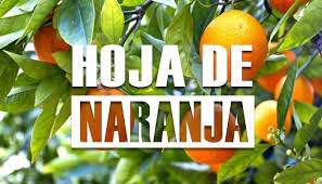 Beneficios De La Hoja De Naranja Para Que Sirve