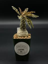 Image result for Dorstenia